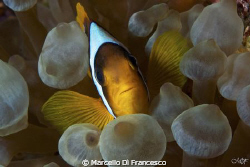 Clown Fish by Marcello Di Francesco 